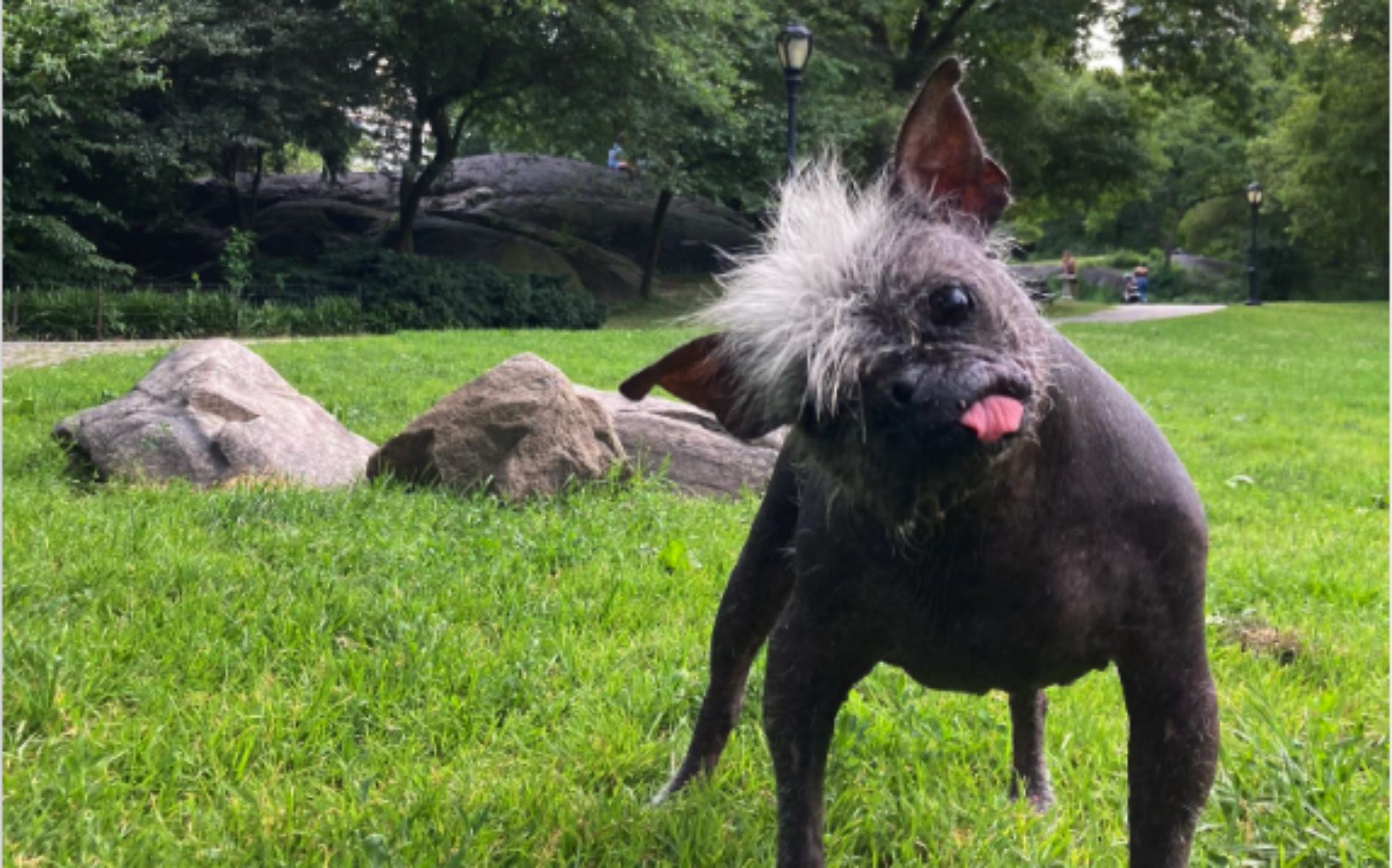 Premian al 'Señor Cara Feliz', ¿el perrito "más feo" de todo el mundo?